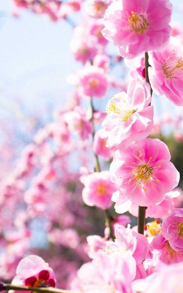 сакура цветки