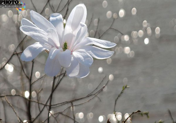 magnolia stellata