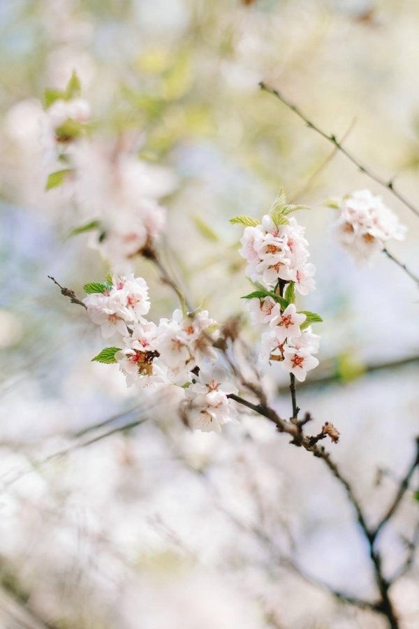 весенняя нежность