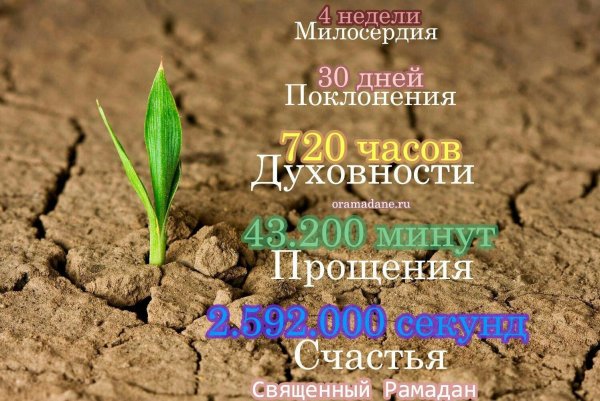 неделя милосердия