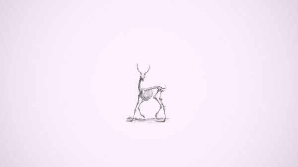 скелет оленя