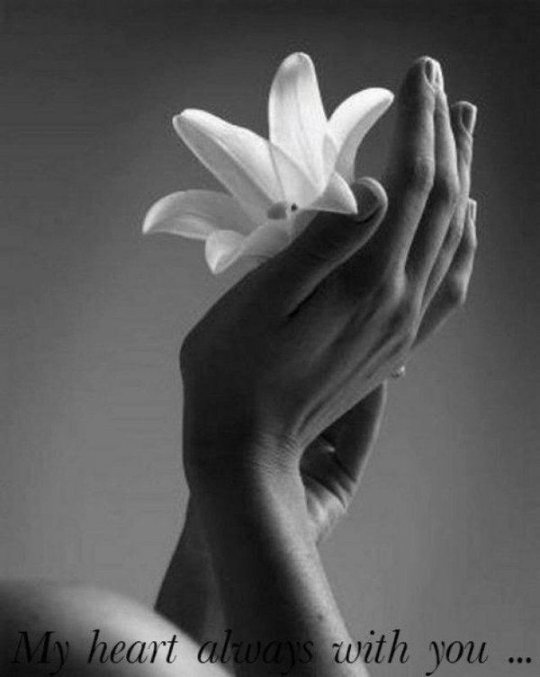 белые лилии