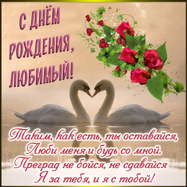 влюбленные лебеди