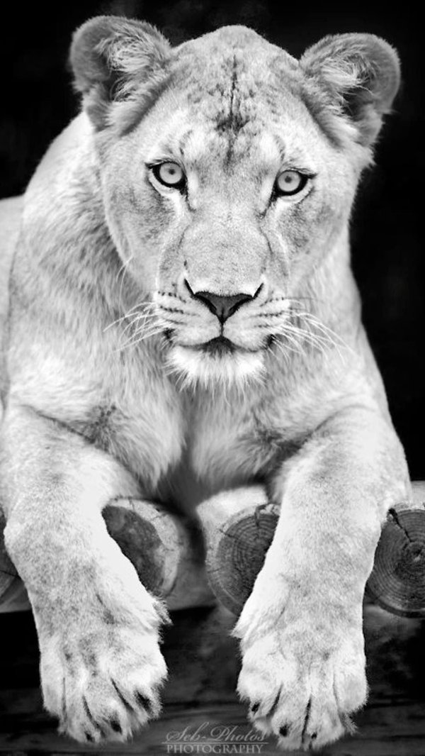 львица белая