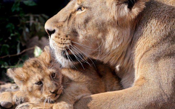 львица со львенком