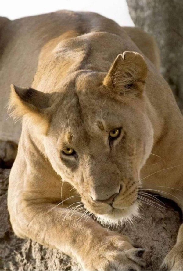 самка львица