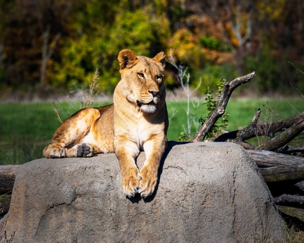 львица на дереве