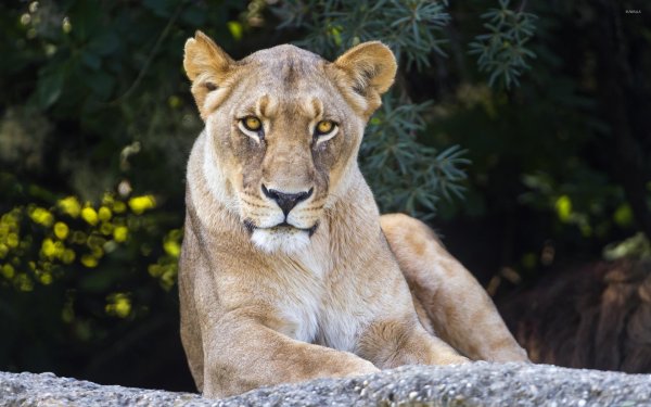 фотографии львицы