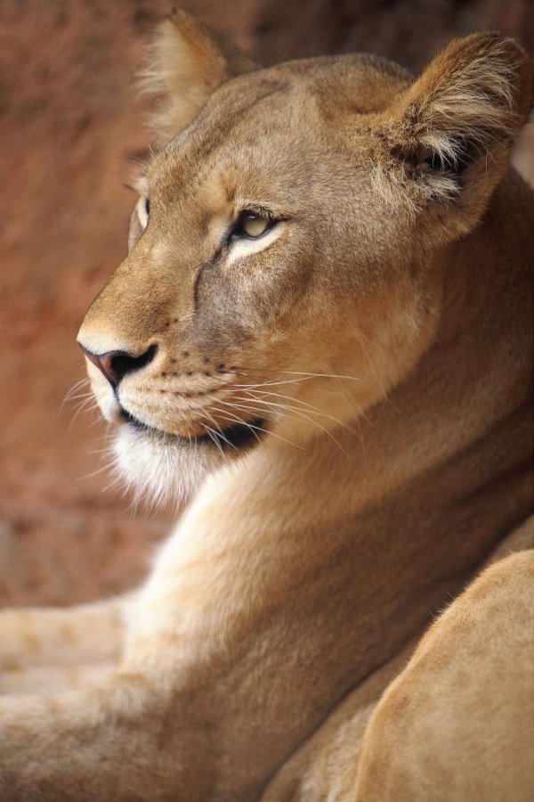 фотографии львицы