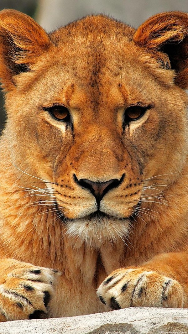 животное лев