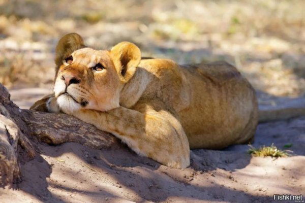 доброе утро львица