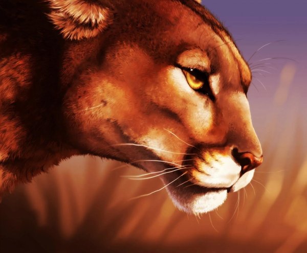 рисунки пумы