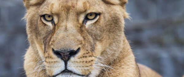 львица в профиль