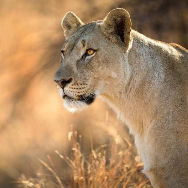 взгляд львицы