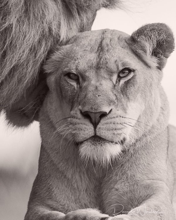 львица со львом