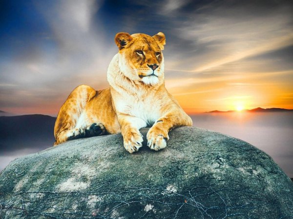 красивые львы