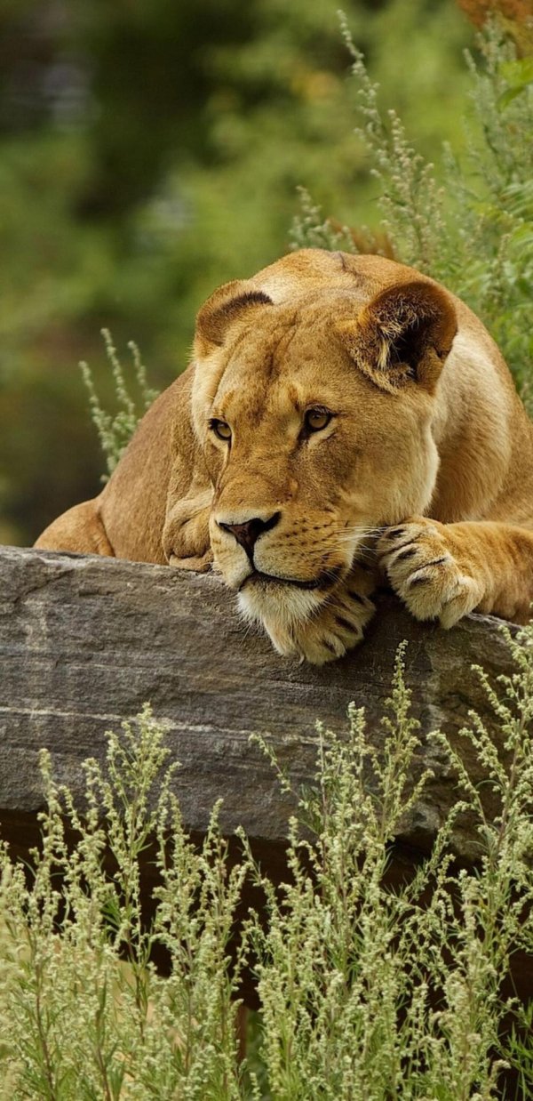 природа животные