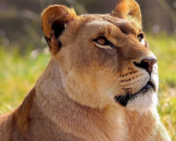 гордая львица