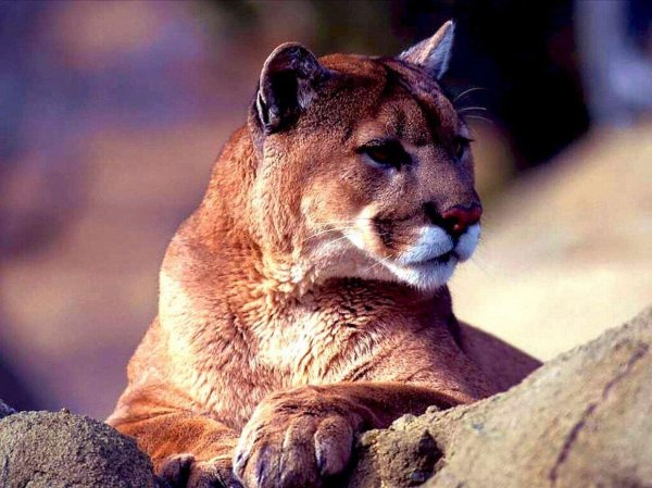 североамериканская пума
