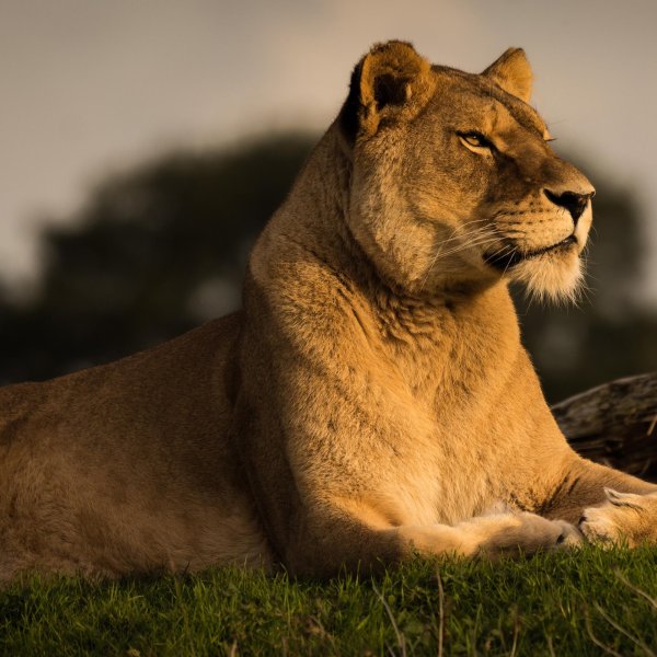 фотографии львицы