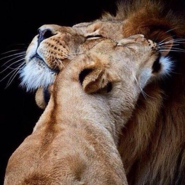 львица со львенком