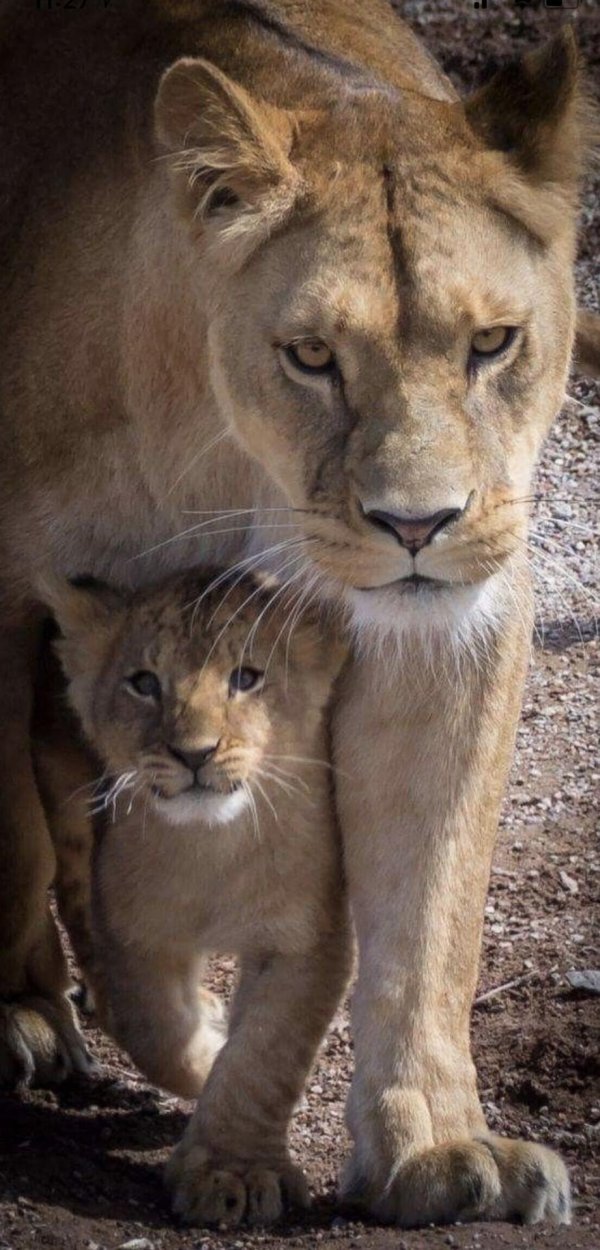 львица с двумя львятами