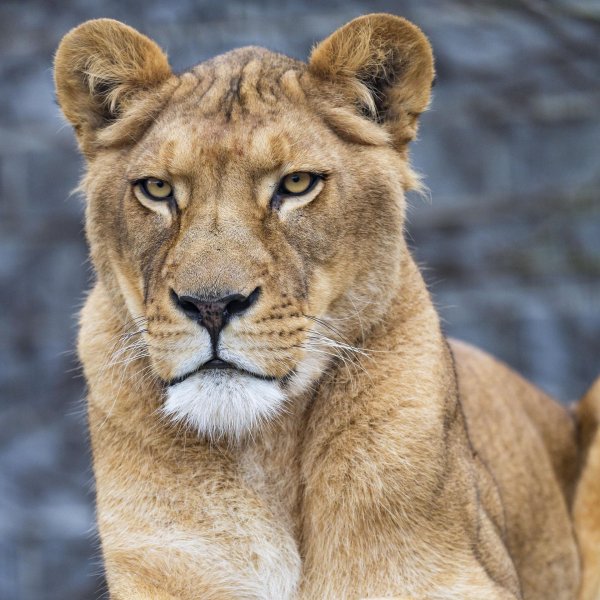 львица в профиль