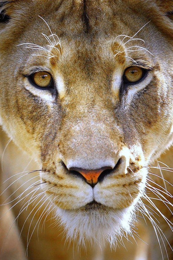 взгляд львицы