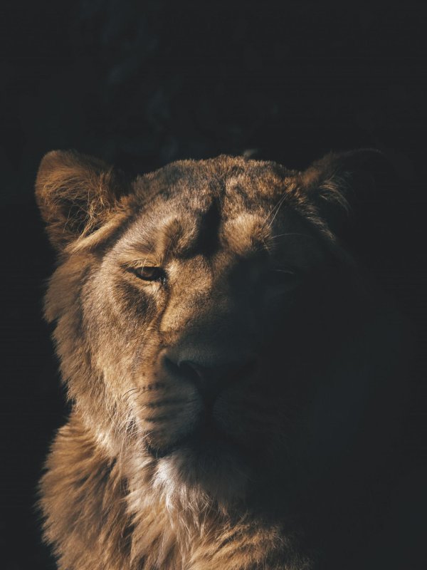 красивые львы