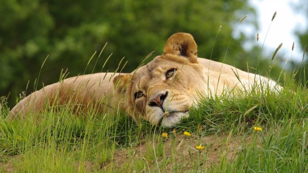 фотографии львицы