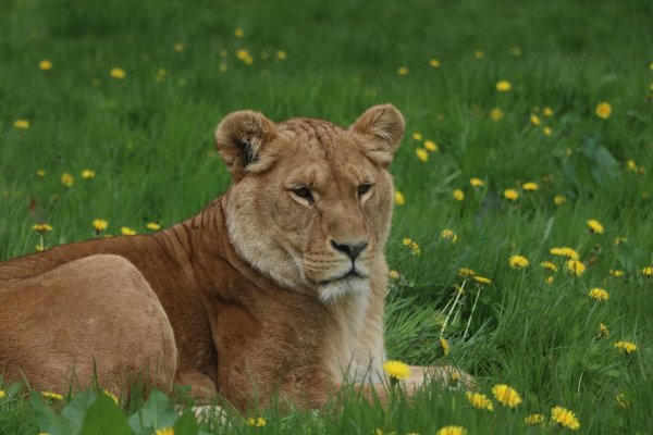 львица самка льва