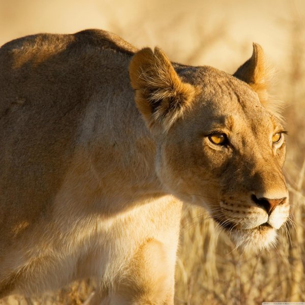 львица в профиль