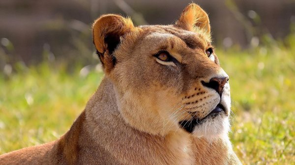 голова львицы