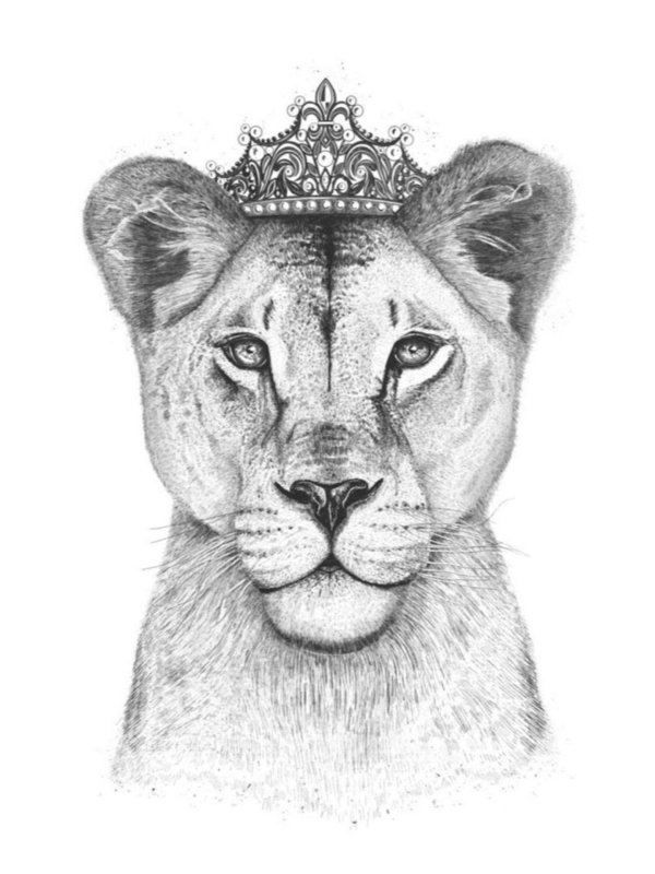 эскиз львица