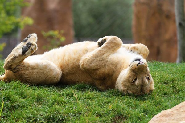 сонный львенок