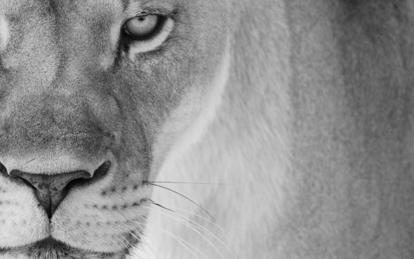 белые львицы