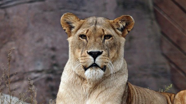 львица в профиль