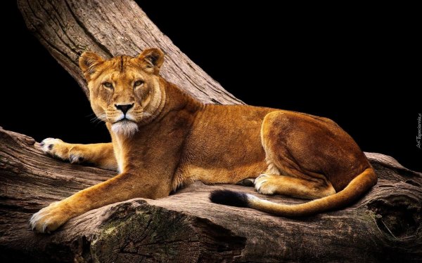 фотографии львицы