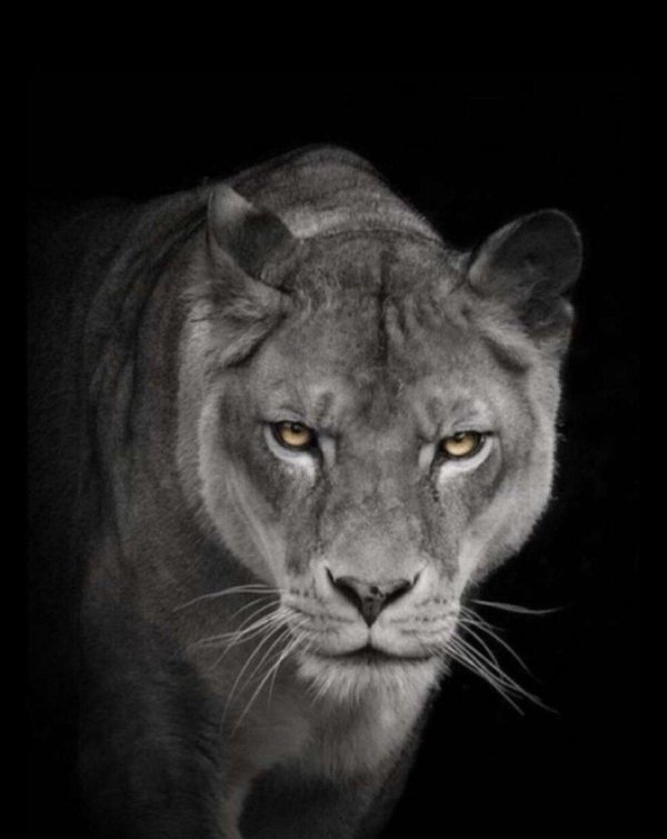 lioness portrait