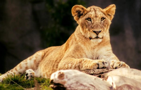 львенок маленький