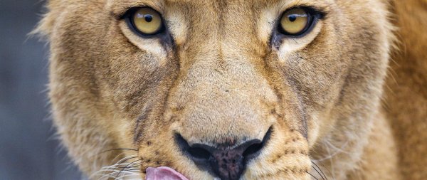 взгляд львицы