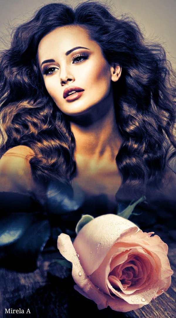 красивая роза