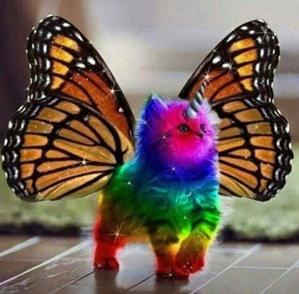 rainbow butterfly unicorn kitty