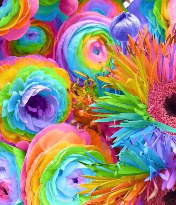 рейнбоу цветок