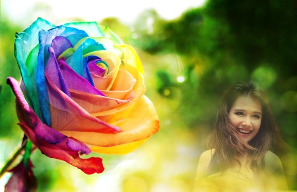 роза рейнбоу