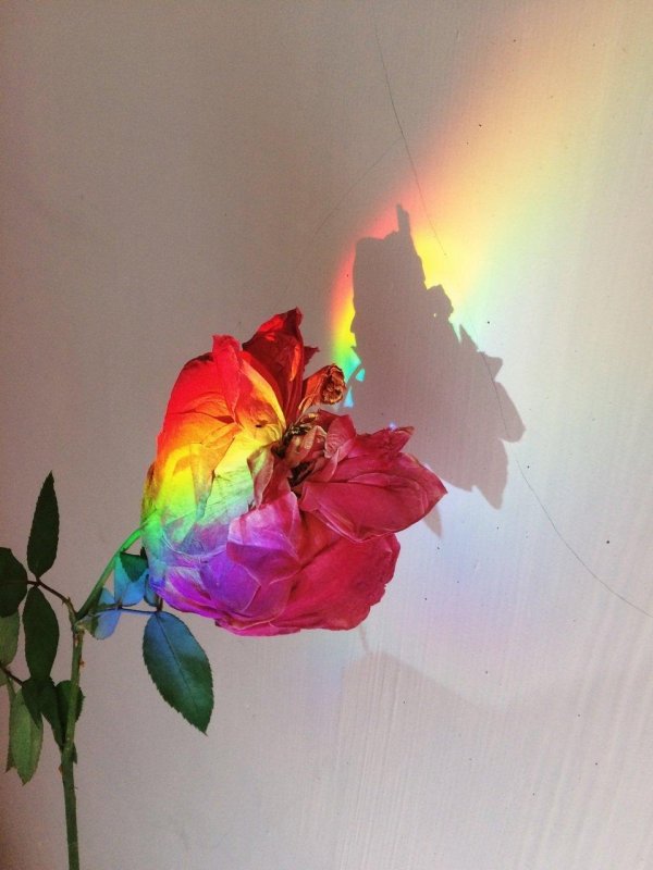 разноцветная роза