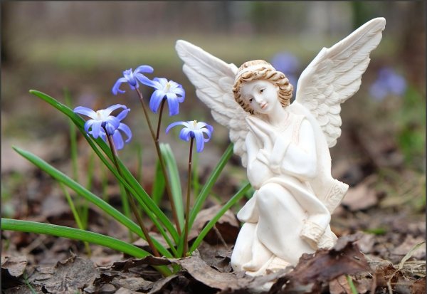 цветок ангела