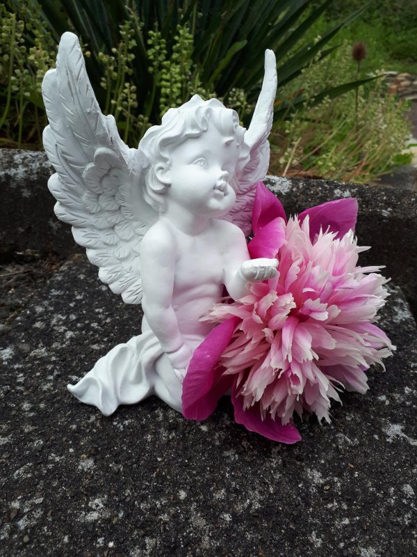 цветок ангела