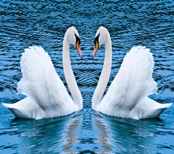 лебедь шипун