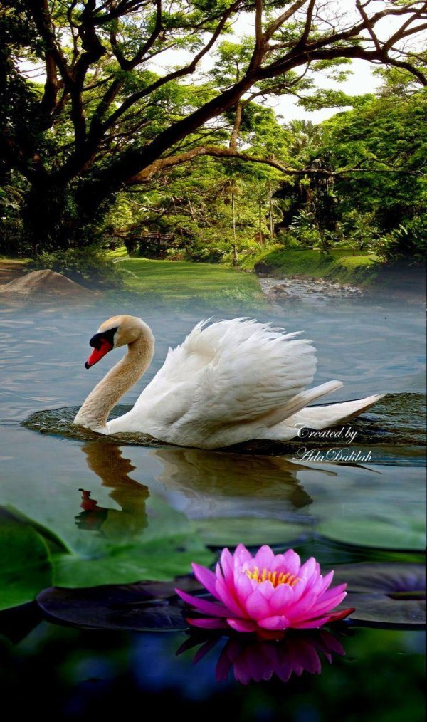 пейзаж с лебедями